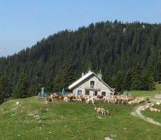 ne lj. mlekarne, tu je pravo alpsko mleko